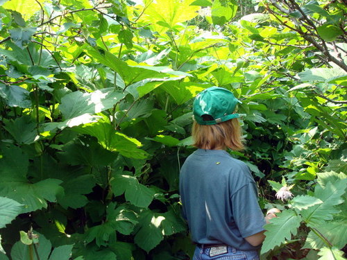 Filipendula camtschatica (Filipendula camtschatica)