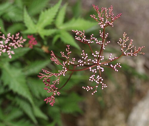 Filipendula multijuga: Filipendula multijuga in Mount Gozaisho, Suzuka Mountains, Komono, Mie prefecture, Japan.