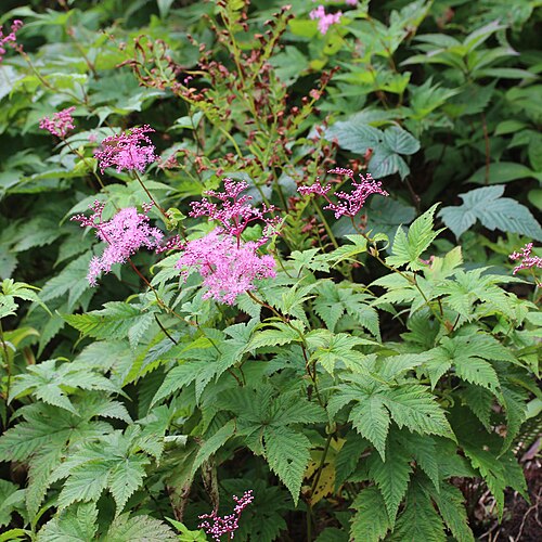 Filipendula multijuga: Filipendula multijuga in Mount Yashagaike, Ibigawa, Gifu Prefecture, Japan.