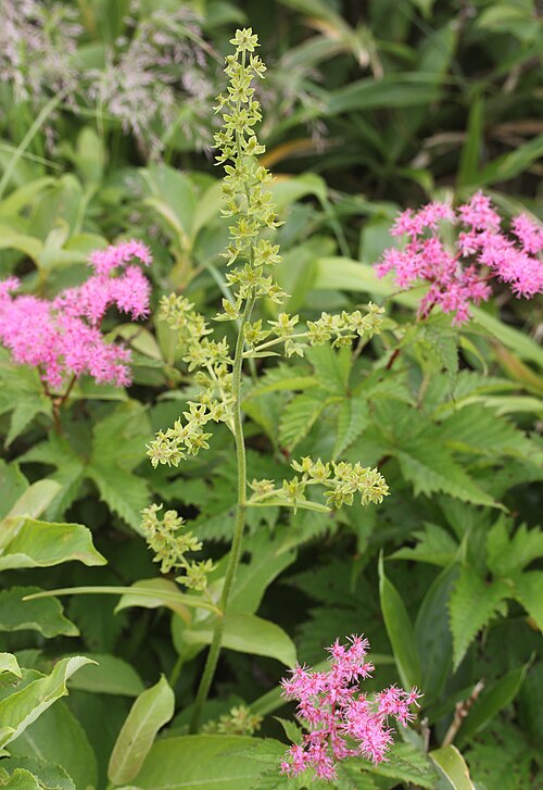 Filipendula multijuga: Veratrum maackii var. longibracteatum and Filipendula multijuga in Sannomine, Ryohaku Mountains, Hakusan, Ishikawa Prefecture, Japan.