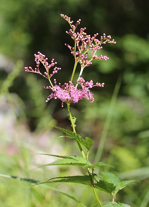 Filipendula multijuga: Filipendula multijuga in Mount Kasa, Hida Mountains, Takayama, Gifu Prefecture, Japan.