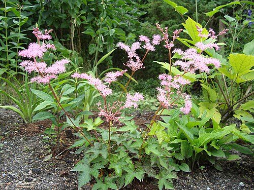 Filipendula multijuga: Filipendula multijuga