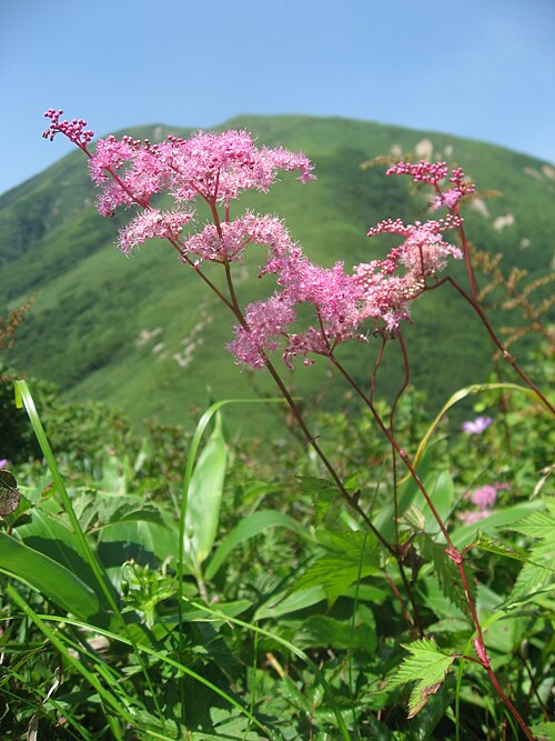Filipendula multijuga: Filipendula_multijuga_var._ciliata アカバナシモツケソウ 栃木県北部