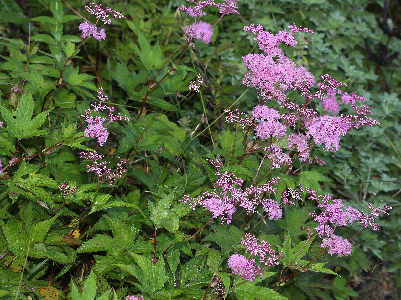 Filipendula multijuga: Filipendula multijuga in Mount Ibuki, Maibara, Shiga Prefecture, Japan.