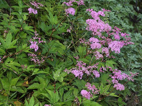 Filipendula multijuga: Filipendula multijuga in Mount Ibuki, Maibara, Shiga Prefecture, Japan.