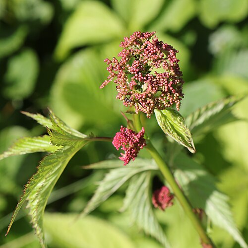 Filipendula multijuga: Filipendula multijuga in Mount Yashagaike, Ibigawa, Gifu prefecture, Japan.