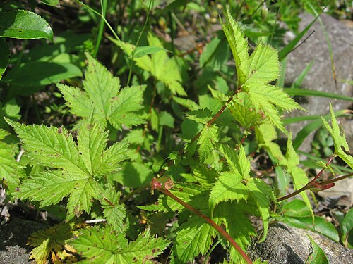 Filipendula multijuga: Filipendula_multijuga_var._ciliata アカバナシモツケソウの葉 栃木県北部