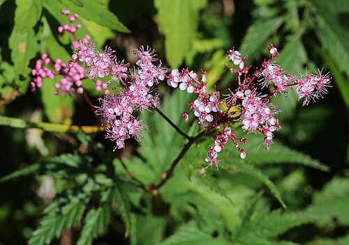 Filipendula multijuga: Filipendula multijuga in Mount Kasa, Takayama, Gifu prefecture, Japan.