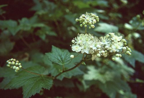 Queen of the forest (Filipendula occidentalis)