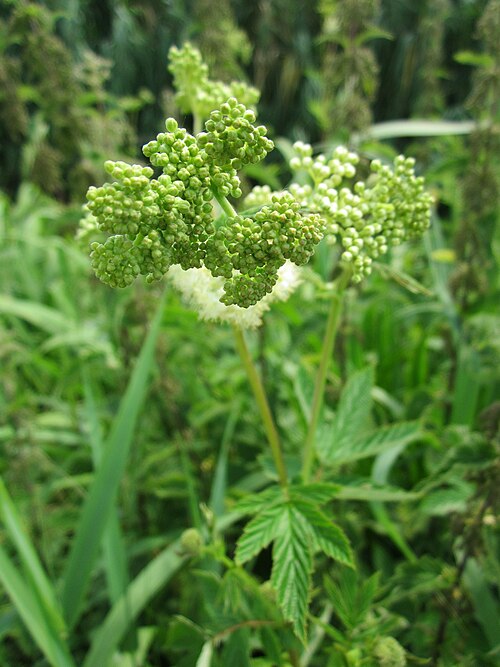Meadowsweet: Echtes Mädesüß ( Filipendula ulmaria ) im Hockenheimer Rheinbogen