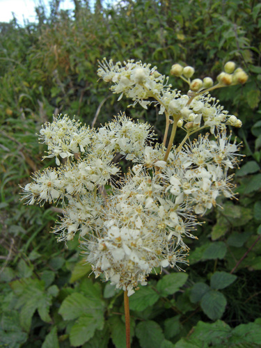 Meadowsweet (Filipendula ulmaria)