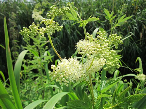 Meadowsweet: Echtes Mädesüß ( Filipendula ulmaria ) im Hockenheimer Rheinbogen