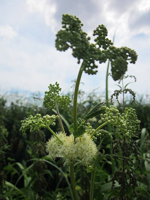 Meadowsweet: Echtes Mädesüß ( Filipendula ulmaria ) im Hockenheimer Rheinbogen