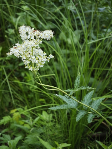 Meadowsweet (Filipendula ulmaria)