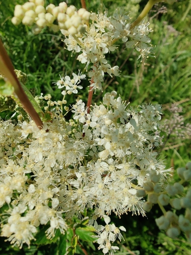 Meadowsweet (Filipendula ulmaria)