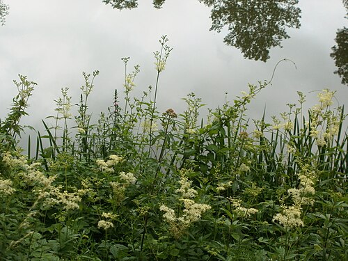 Meadowsweet: Echtes Mädesüß ( Filipendula ulmaria ) am Staden