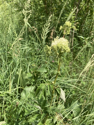 Meadowsweet (Filipendula ulmaria)