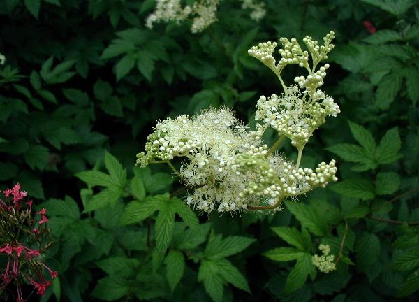 Meadowsweet: Filipendula ulmaria : Flowers and leaves.