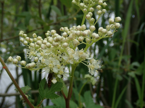 Meadowsweet (Filipendula ulmaria)