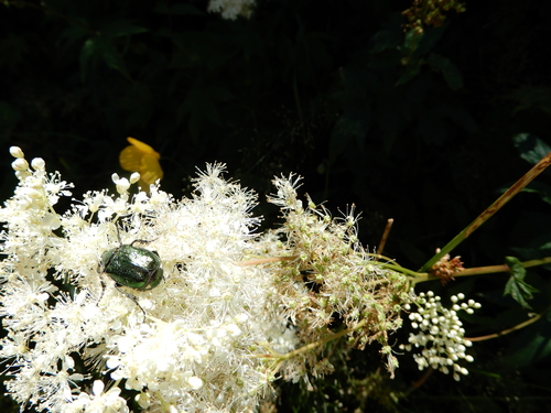 Meadowsweet (Filipendula ulmaria)