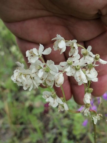 Dropwort