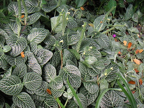 Nerve plant: Fittonia albivenis (syn. F. verschaffeltii ), Acanthaceae, Cali / Kolumbien