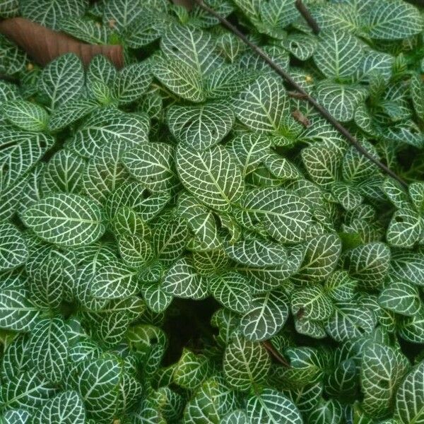 Nerve plant (Fittonia albivenis)