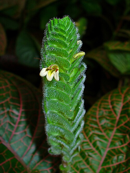 Nerve plant: Fittonia albivenis , Acanthaceae, Nerve Plant, Mosaic Plant, inflorescence; Botanical Garden KIT, Karlsruhe, Germany.
