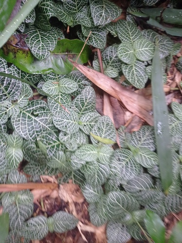 Nerve plant (Fittonia albivenis)