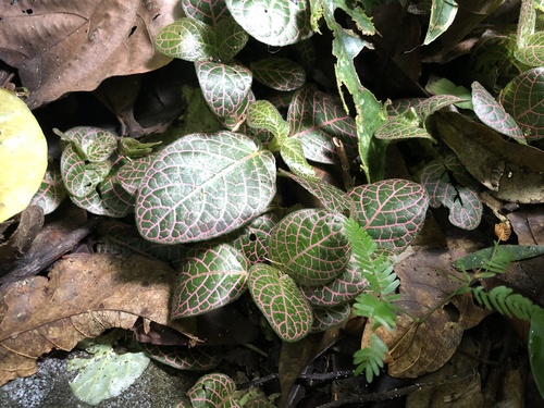 Nerve plant (Fittonia albivenis)