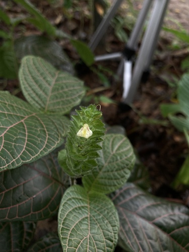 Nerve plant (Fittonia albivenis)
