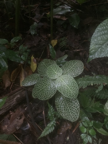 Nerve plant (Fittonia albivenis)