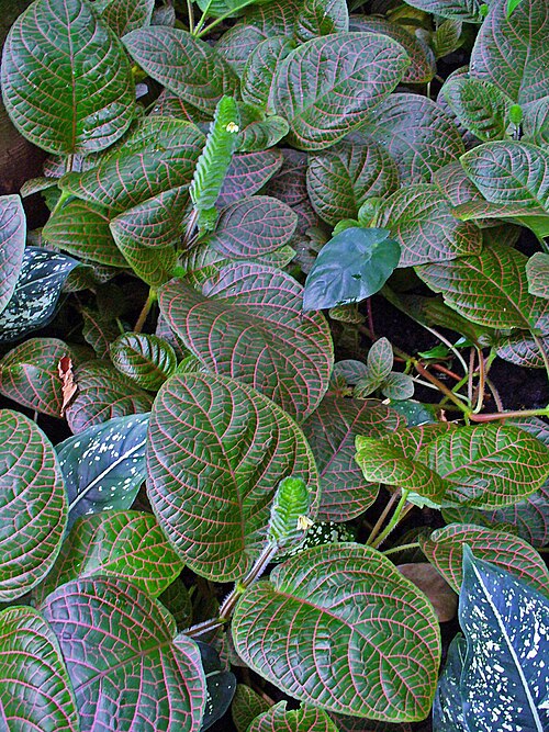 Nerve plant: Fittonia albivenis , Acanthaceae, Nerve Plant, Mosaic Plant, habitus; Botanical Garden KIT, Karlsruhe, Germany.