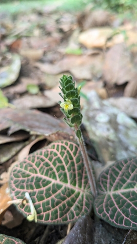 Nerve plant (Fittonia albivenis)