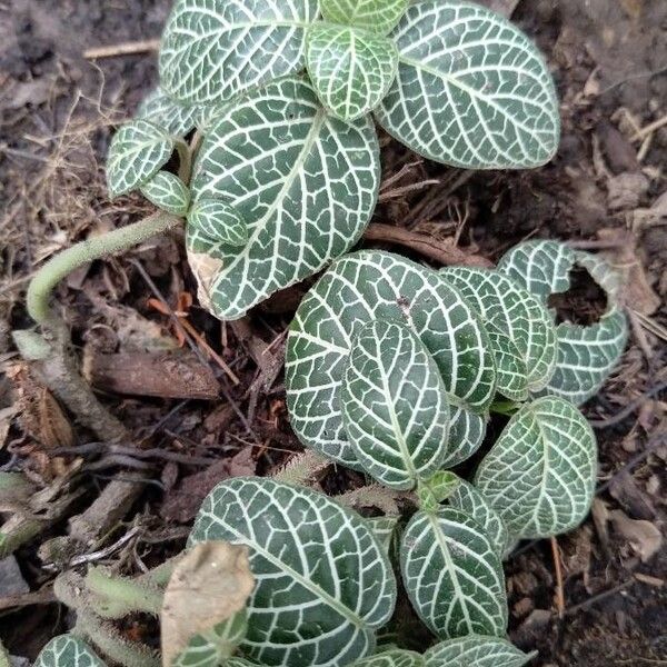 Nerve plant (Fittonia albivenis)