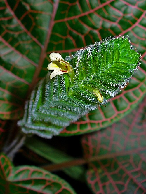 Nerve plant: Fittonia albivenis , Acanthaceae, Nerve Plant, Mosaic Plant, flower; Botanical Garden KIT, Karlsruhe, Germany.