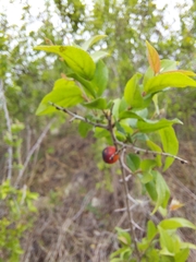 Governor's plum (Flacourtia indica)