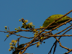 Governor's plum (Flacourtia indica)