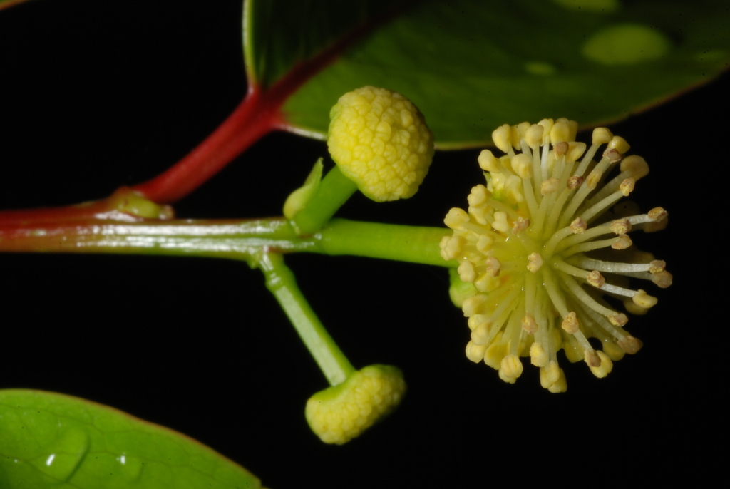 Governor's plum (Flacourtia indica)