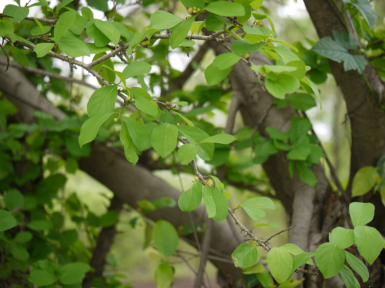 Governor's plum: Flacourtiaceae (coffee plum family) » Flacourtia indica flak-KOOR-tee-uh -- named for Etienne de Flacourt, director of the Fr. East India Company IN-dih-kuh or
