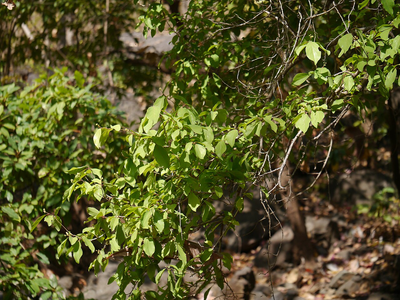 Governor's plum: Flacourtiaceae (coffee plum family) » Flacourtia indica flak-KOOR-tee-uh -- named for Etienne de Flacourt, director of the Fr. East India Company IN-dih-kuh or