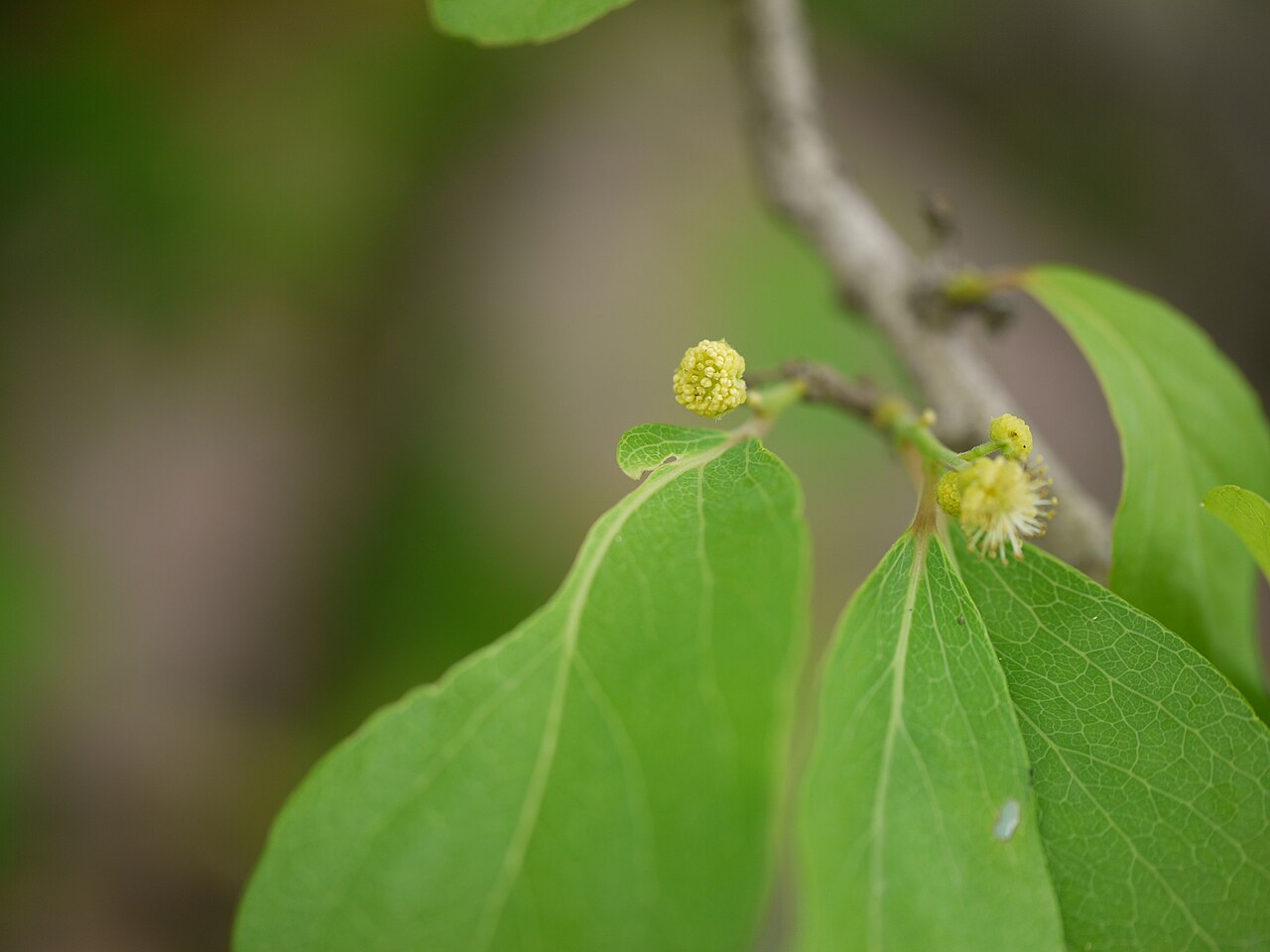 Governor's plum: Flacourtiaceae (coffee plum family) » Flacourtia indica flak-KOOR-tee-uh -- named for Etienne de Flacourt, director of the Fr. East India Company IN-dih-kuh or