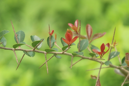Governor's plum (Flacourtia indica)