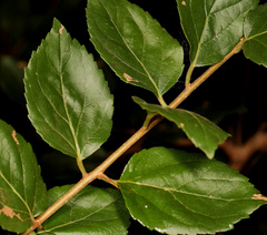 Governor's plum (Flacourtia indica)