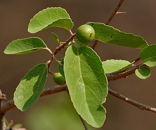 Governor's plum: Flacourtia indica - Governor's Plum, Tambat, batoka plum, Madagascar plum, Mauritius plum, Rhodesia plum or athrun in Mahavir Harina Vanasthali National Park ,