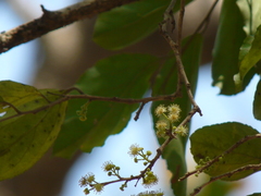 Governor's plum (Flacourtia indica)