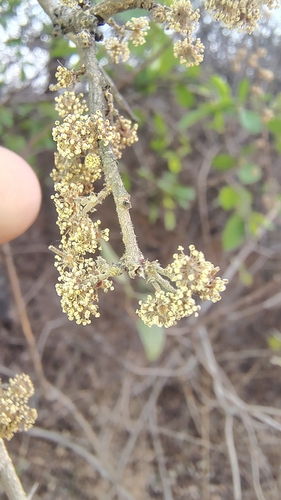 Governor's plum (Flacourtia indica)