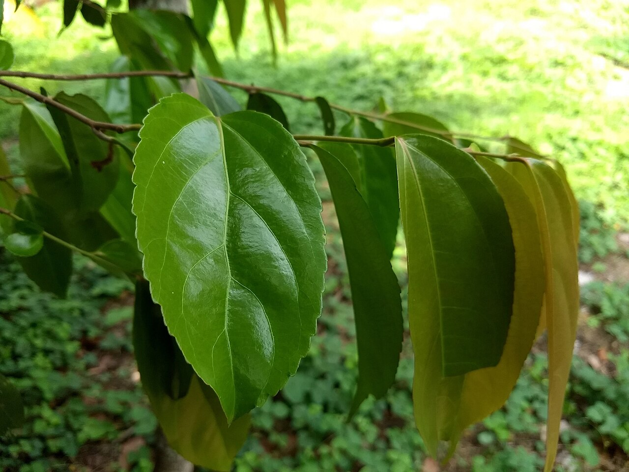 Batoko plum: Lovi-lovi ( Flacourtia inermis ) in India