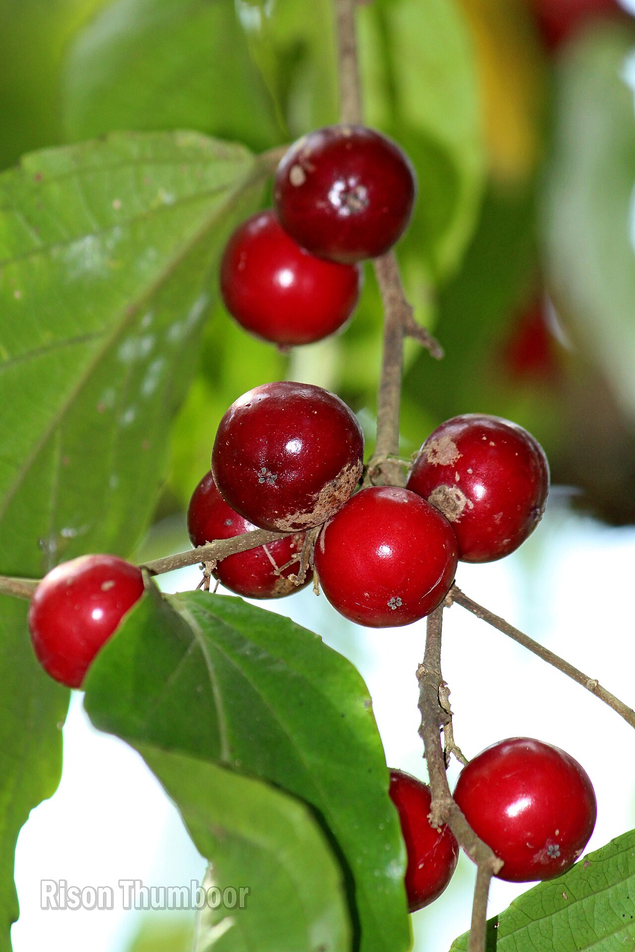 Batoko plum: Lovi-lovi (Flacourtia inermis). ലൂവിക്ക, ലോലോലിക്ക.