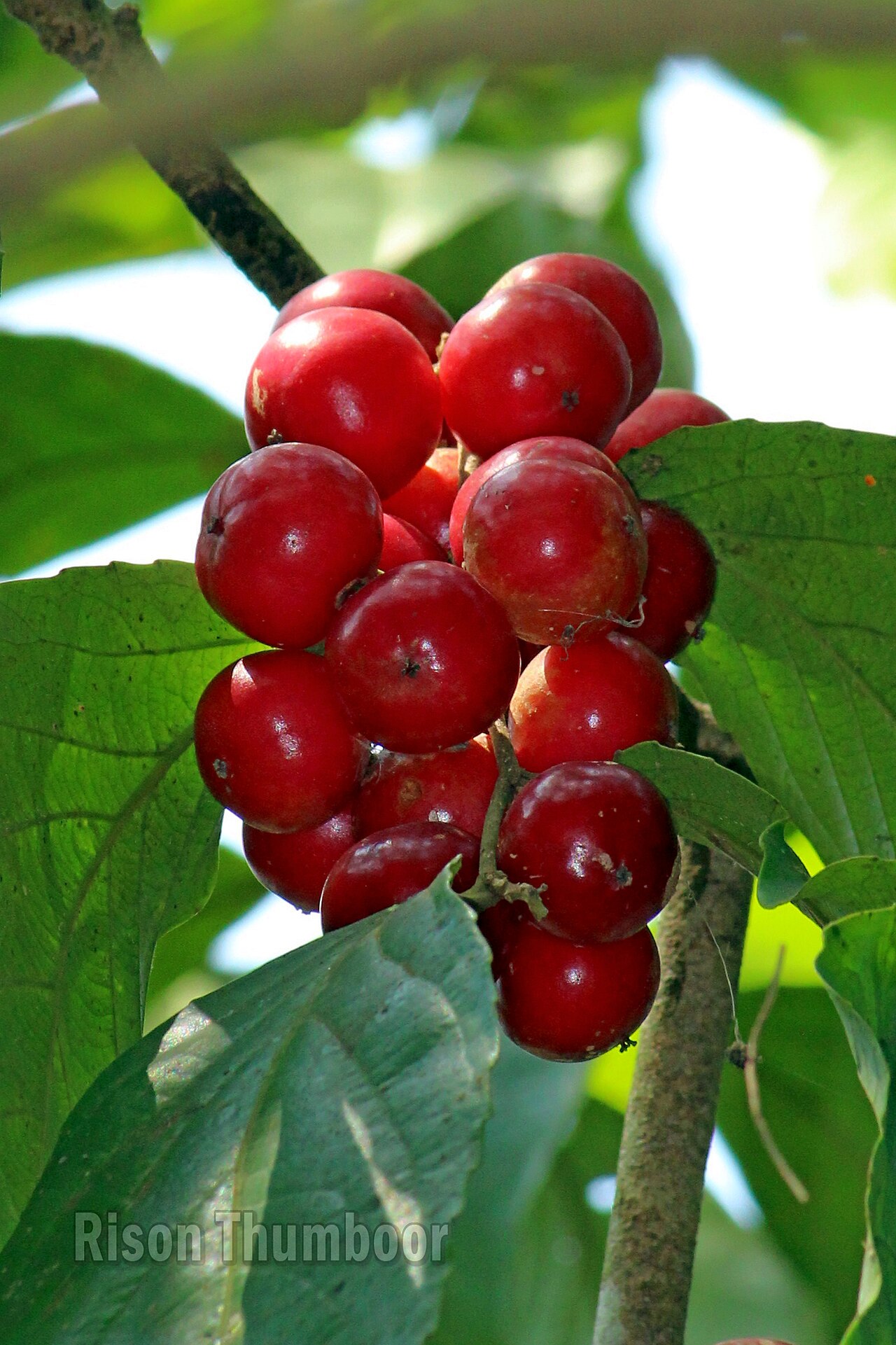 Batoko plum: Lovi-lovi (Flacourtia inermis). ലൂവിക്ക, ലോലോലിക്ക.